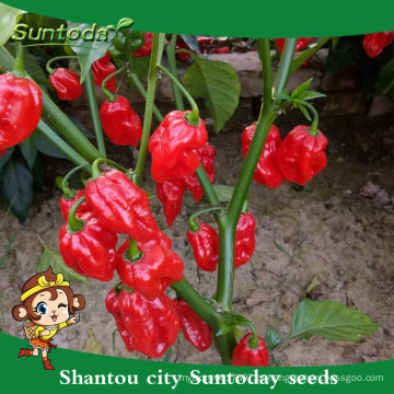 Suntoday cultivo de sichuan agricultor sichuan jalapeno em conserva F1hot pimenta pimentão hebanero sementes vegetal híbrido (22021)